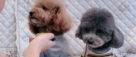 耙耙给泰迪吃狗狗月饼，泰迪非要铲屎官试过以后才肯吃，太精了