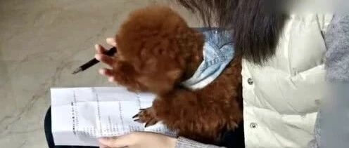 泰迪放学回家，看主人要检查作业