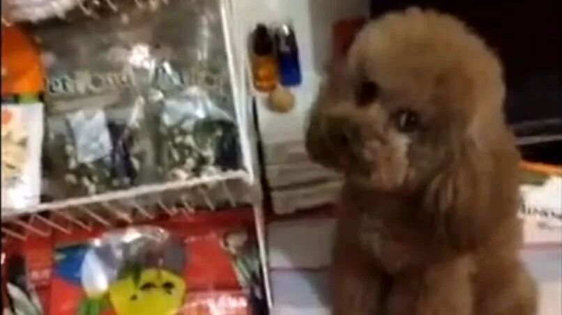 六一想吃零食的时候就守着零食哼唧，实在是鬼精灵