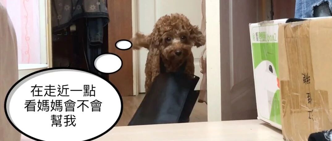 泰迪被袋子缠住了，却把主人逗笑了