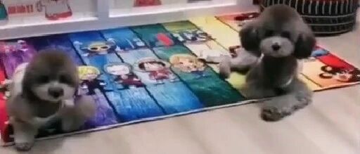 泰迪咬定自己没藏私房钱，本以为能糊弄过去，没想到竟被两个猪队友出卖了