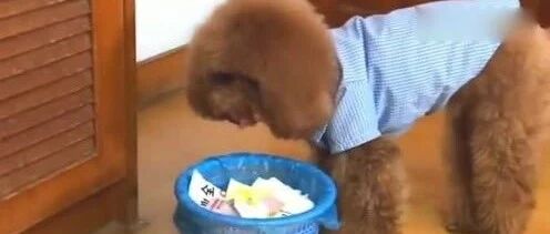 泰迪是个妻管严，老婆把吃的抢走了，这货敢怒不敢言拿垃圾桶出气