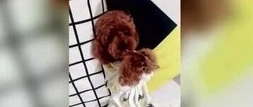 泰迪自己用手拿着东西吃，看起来好香。。。