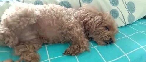 小泰迪懒床不起来，这起床气有点大哟！