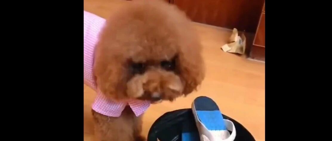 泰迪：我收拾得那么干净还乱扔东西，铲屎的你耗子尾汁！