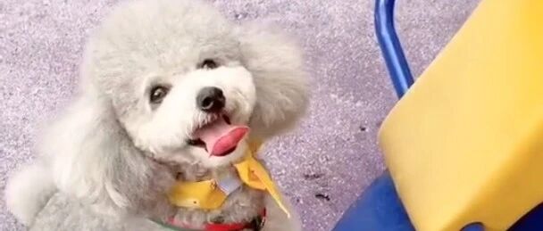 果然对于小泰迪来说出去玩就是最开心的事情！