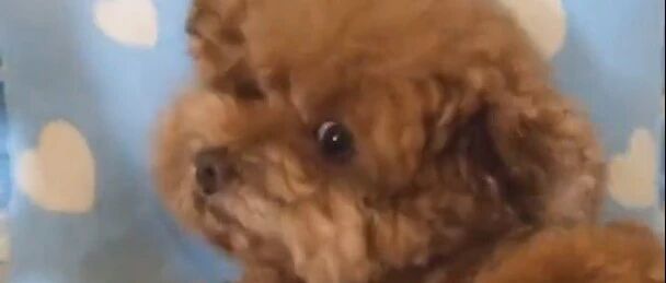 铲屎官就这样输给了泰迪，套路太深了！