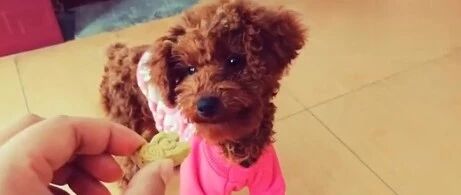 吃东西要人哄的小泰迪，真淘气！