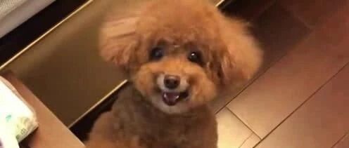 泰迪的日常，看它可爱的笑脸真讨人喜欢，萌萌哒