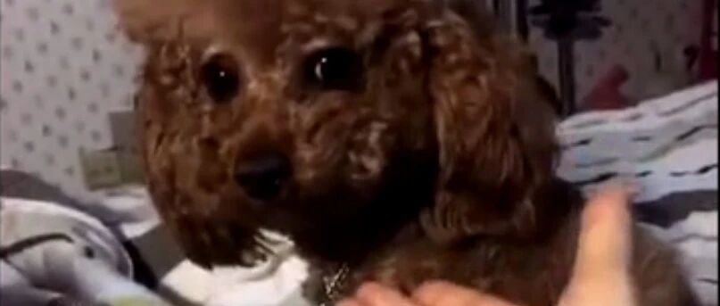 想叫醒睡成死猪的泰迪太难了！除非...