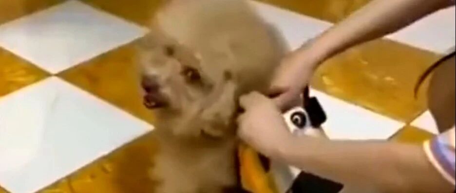 一听到要去买好吃的泰迪就按捺不住了，看那欢快的小身影