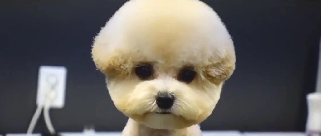 泰迪第一次去美容院做造型，再见它已成棉花糖，太可爱了！