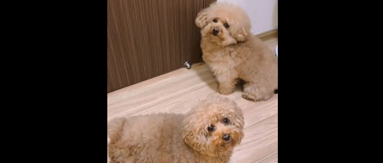 主人出门不带小泰迪，要生气啦！