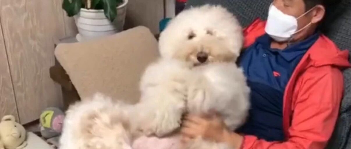 大泰迪：抱我抱我快抱我！！