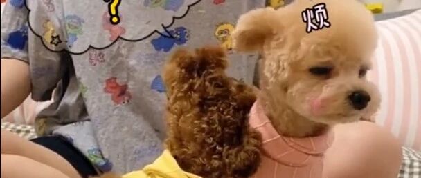 主人喊泰迪的名字，另一个同伴急忙帮它应答，这狗戏真多