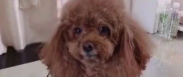 秤完体重后的泰迪，马上就要吃好吃的！？什么情况？