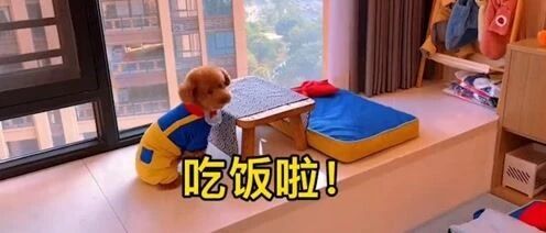 泰迪界的情绪怪，干饭都不忘发表情