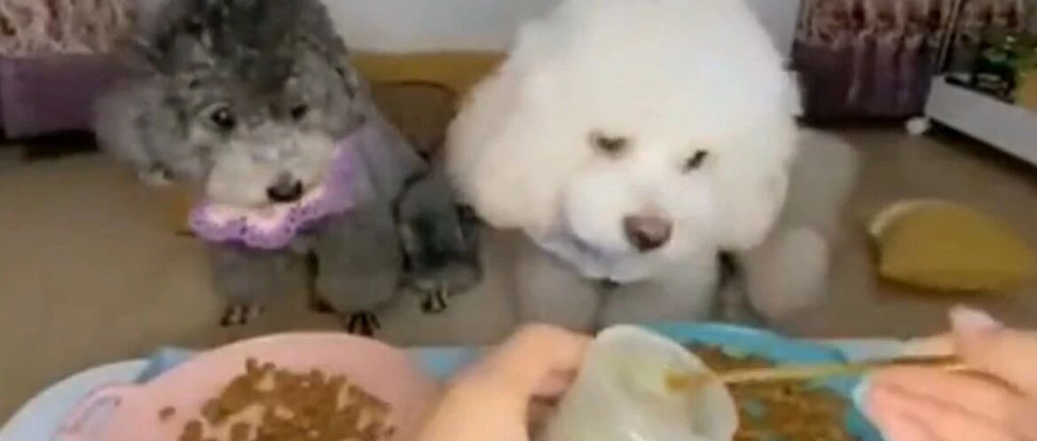 泰迪：今天又是一顿丰盛的午饭！