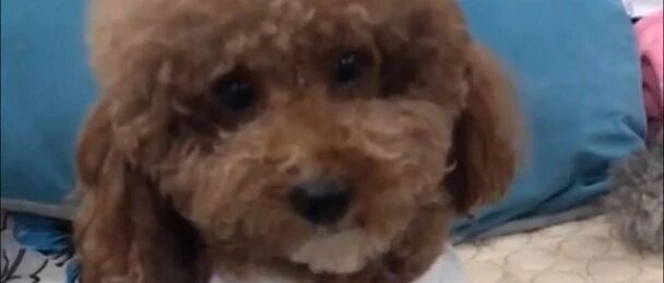 天才泰迪，流泪和开心都能自由切换了！