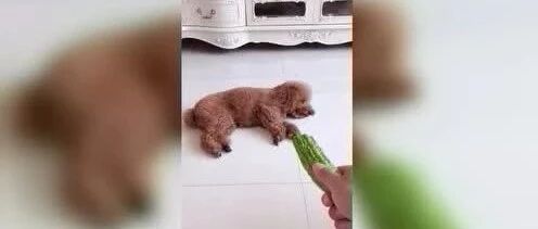 泰迪吃苦瓜VS二哈吃苦瓜，智商果然不一样！