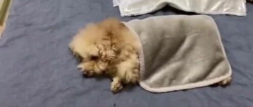 泰迪： 冬天被窝虽然暖和，但是这也影响不了我吃饭