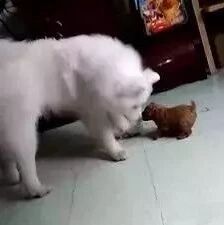 萨摩耶调戏小贵宾，结果旁边的妈妈教育了一番…