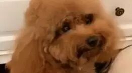 麻麻喂泰迪吃药，泰迪跟孩子一样闹着不愿意吃！