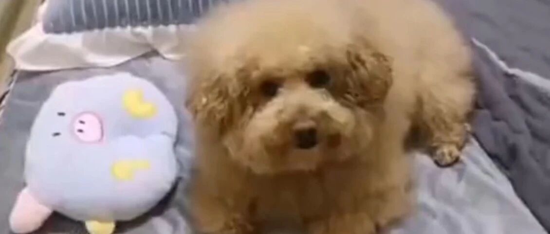 泰迪：我不要面子的嘛，太丢脸了！