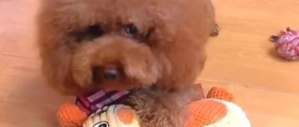 小泰迪想出去玩乖乖听话把玩具统统都收了起来了