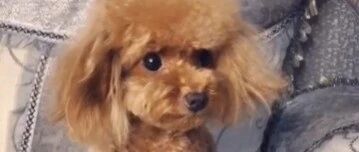 泰迪教你一个人怎么过七夕，哈哈哈~