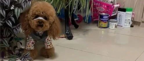 泰迪看了一天的手机，都已经没电了，当着主人的面它还发脾气了