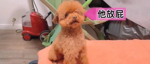 小泰迪能有什么坏心眼，就是故意让你弯腰给它捡玩具！