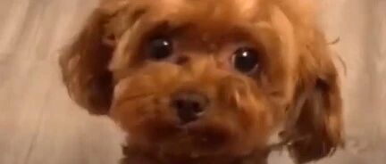 泰迪：麻麻，一只狗睡好孤单，陪我一起嘛