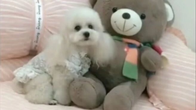 麻麻给小泰迪拍照，泰迪立马摆出各种姿势，太有镜头感了