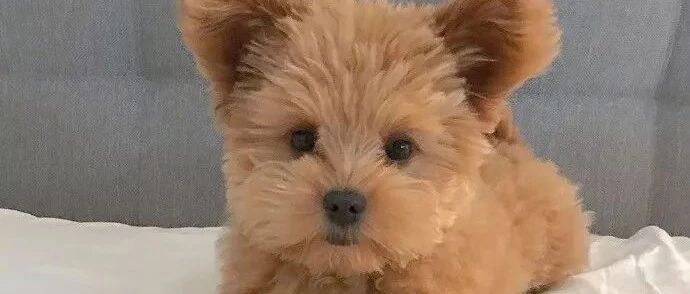 泰迪怎么长的是这个亚子！真可爱呀能和他玩一天！