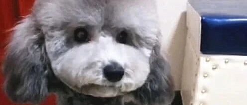 泰迪当卧底，把小伙伴的私房钱全找出来了，还要躲起来吃奖励