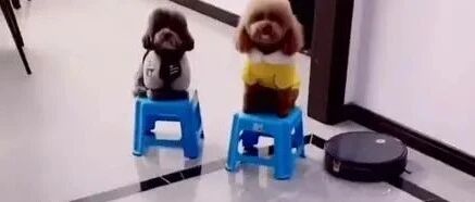 能听懂普通话的泰迪，太逗了