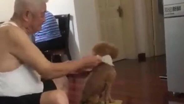 爷爷带大的泰迪，活的可精细了：出门十分钟，抛光半小时...