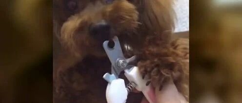 给小泰迪剪个指甲咋就这么难呢 不受控制了