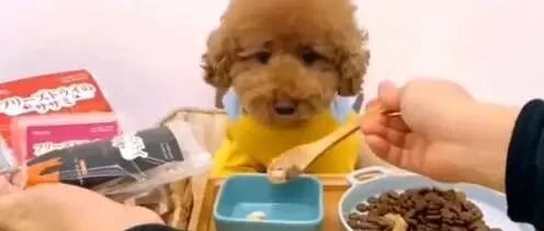 泰迪这个伙食太羡慕了，能给我留点不？