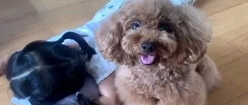 泰迪的玩具被宝宝拿走，立马找主人告状，简直要被萌翻了！