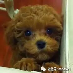 小泰迪可怜楚楚的小眼神，瞬间就被她融化了