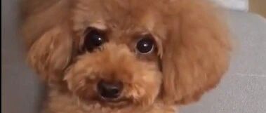 主人给泰迪拍照，泰迪竟懂得摆姿势，成精了！