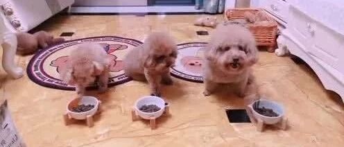 三只泰迪真是太听话了！主人让干嘛就干嘛！