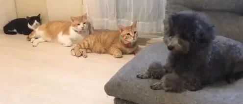 泰迪发现家里的三只猫都在紧紧盯着自己，泰迪：这是要干啥子。。。