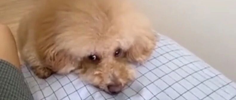 胖泰迪吃硬不吃软！论女人生气后有多可怕？！