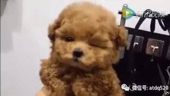 小泰迪刚剪了个美美哒的造型，竟然还会抛媚眼~