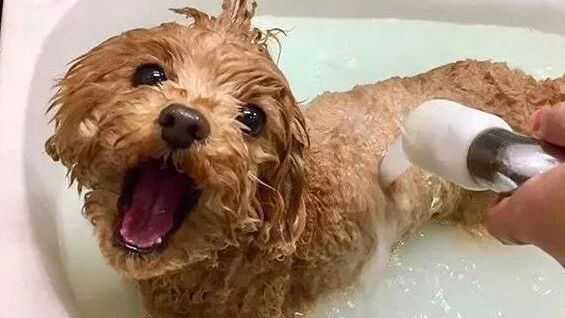 不是所有泰迪都是乖宝宝，有些宝宝就是那么的有个性！