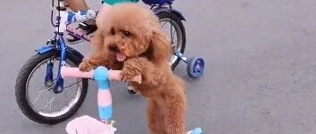 泰迪和小朋友比车技！这是什么情况？