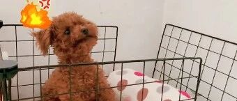 小泰迪超凶对抗主人，只为保护自己的肉肉！